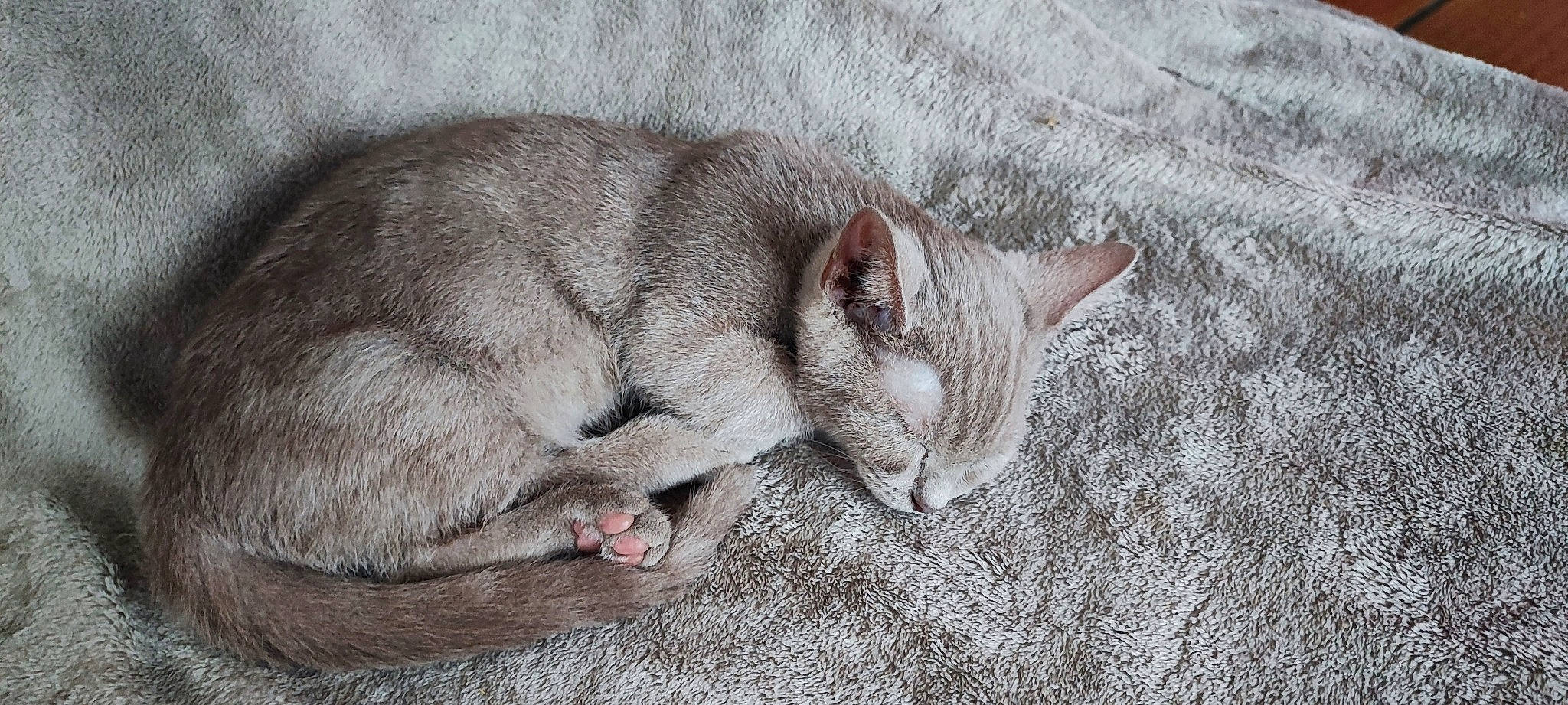 Utopie a rejoint le concours — aidez-le/la à gagner de superbes lots ! carnivore, cat, comfort, domestic_short_haired_cat, fawn, felidae, fur, grey, nap, paw, sand, sleep, small_to_medium_sized_cats, snout, tail, terrestrial_animal, whiskers
