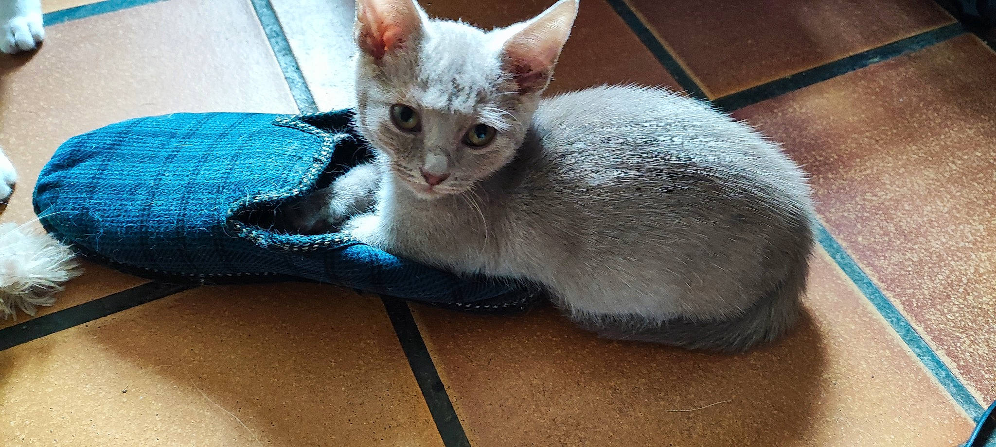 Utopie participe au concours pour gagner de l'argent avec cette photo : carnivore, cat, cat_supply, claw, comfort, couch, domestic_short_haired_cat, ear, fawn, felidae, fur, paw, pet_supply, sitting, small_to_medium_sized_cats, snout, tail, terrestrial_animal, whiskers, window