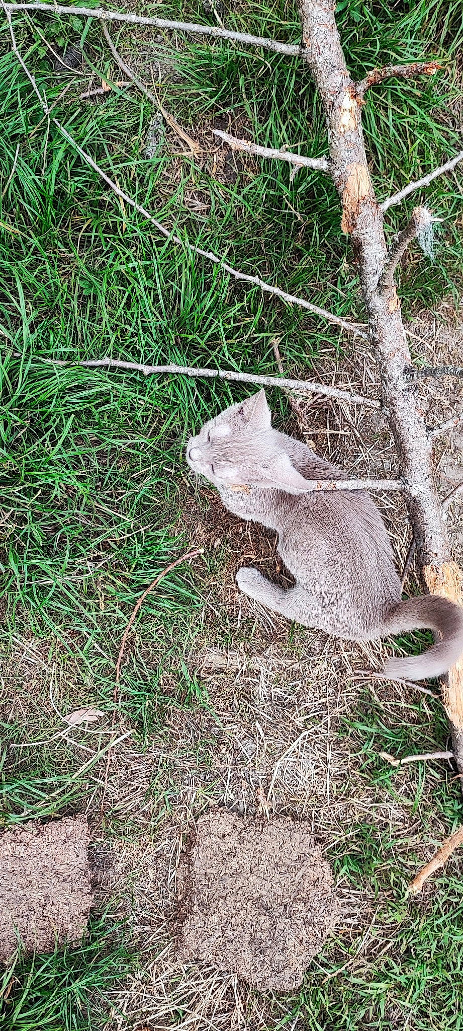 Utopie participe au concours pour gagner de l'argent avec cette photo : cat, domestic_short_haired_cat, fawn, felidae, fur, grass, groundcover, herb, plant, shrub, small_to_medium_sized_cats, soil, sporting_group, tail, terrestrial_animal, tree, trunk, twig, wildlife, wood
