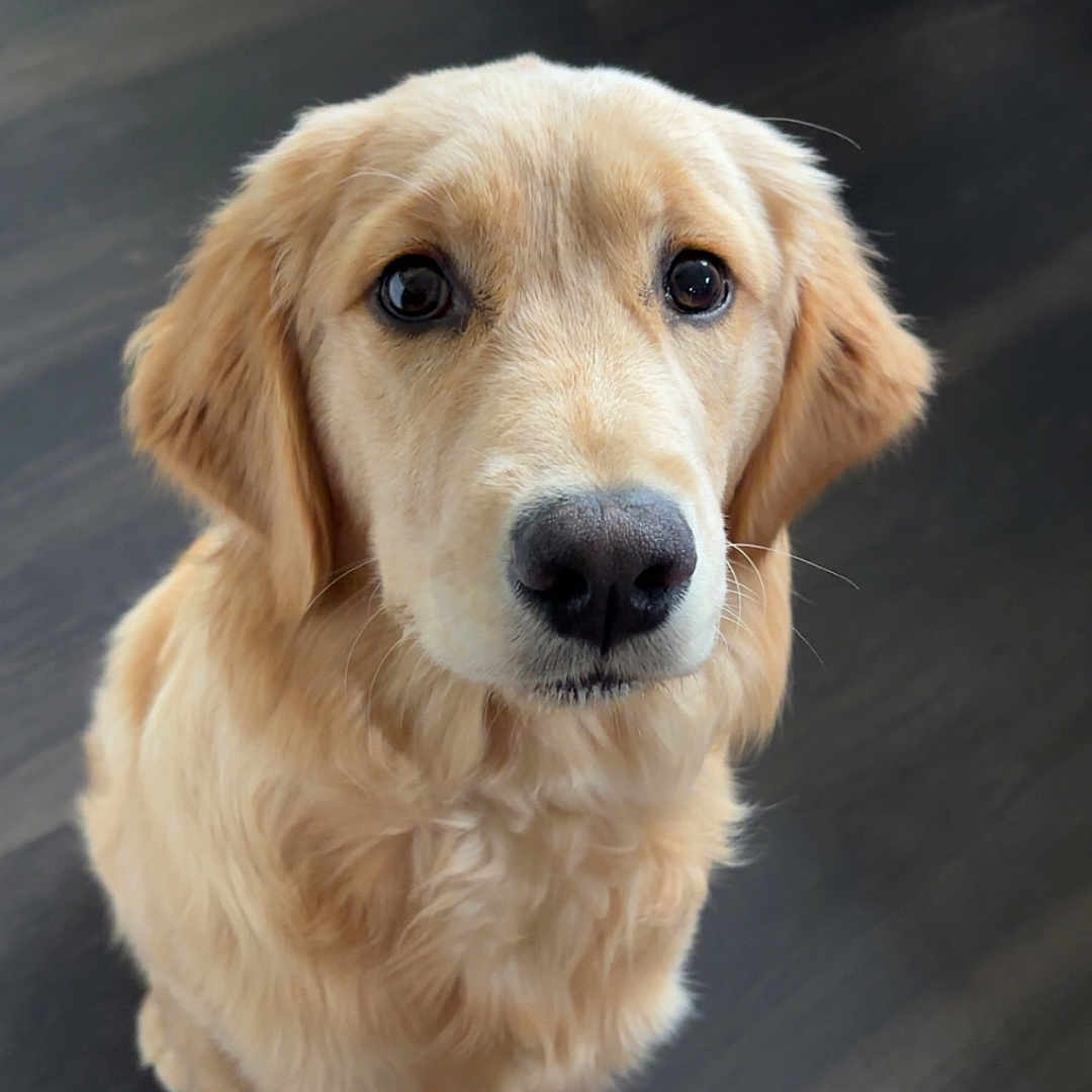Sunny joined the competition — help win amazing prizes! adorable, animal, brown, canine, companion, cute, dog, domestic_animal, floor, fluffy, fur, golden_retriever, indoor, looking_up, mammal, pet, portrait, puppy, sitting, young_dog