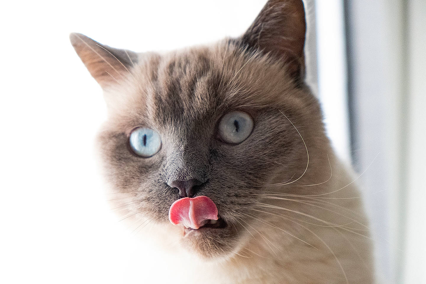 Cupidon a rejoint le concours — aidez-le/la à gagner de superbes lots ! balinese, birman, carnivore, cat, close_up, domestic_short_haired_cat, fang, fawn, felidae, fur, iris, paw, pet_supply, siamese, small_to_medium_sized_cats, snout, thai, tonkinese, whiskers