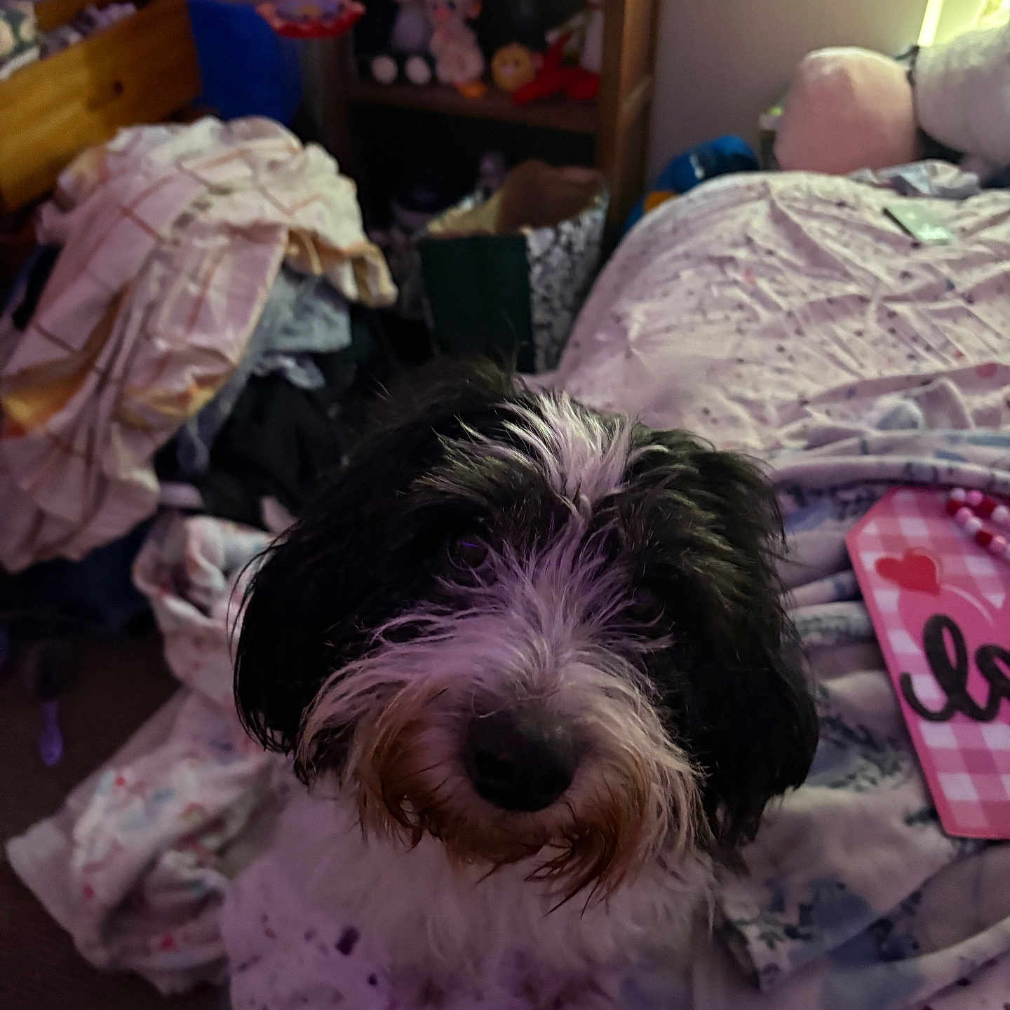 Spot joined the competition — help win amazing prizes! accessories, animal, baby, bag, bed, bedroom, blanket, canine, couch, dog, furniture, handbag, head, indoors, person, pet, puppy, room, shelf, terrier