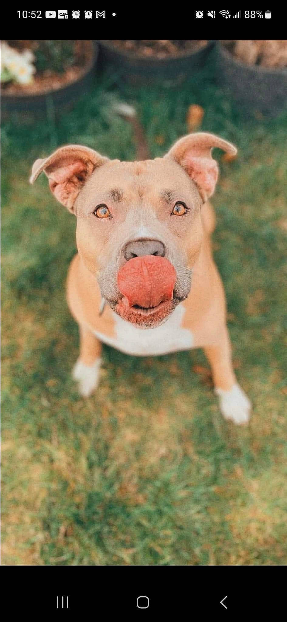 Kaulaw joined the competition — help win amazing prizes! art, canidae, carnivore, companion_dog, dog, dog_breed, fawn, grass, grassland, livestock, non_sporting_group, prairie, snout, sporting_group, suidae, terrestrial_animal, toy, wildlife, wood, working_animal