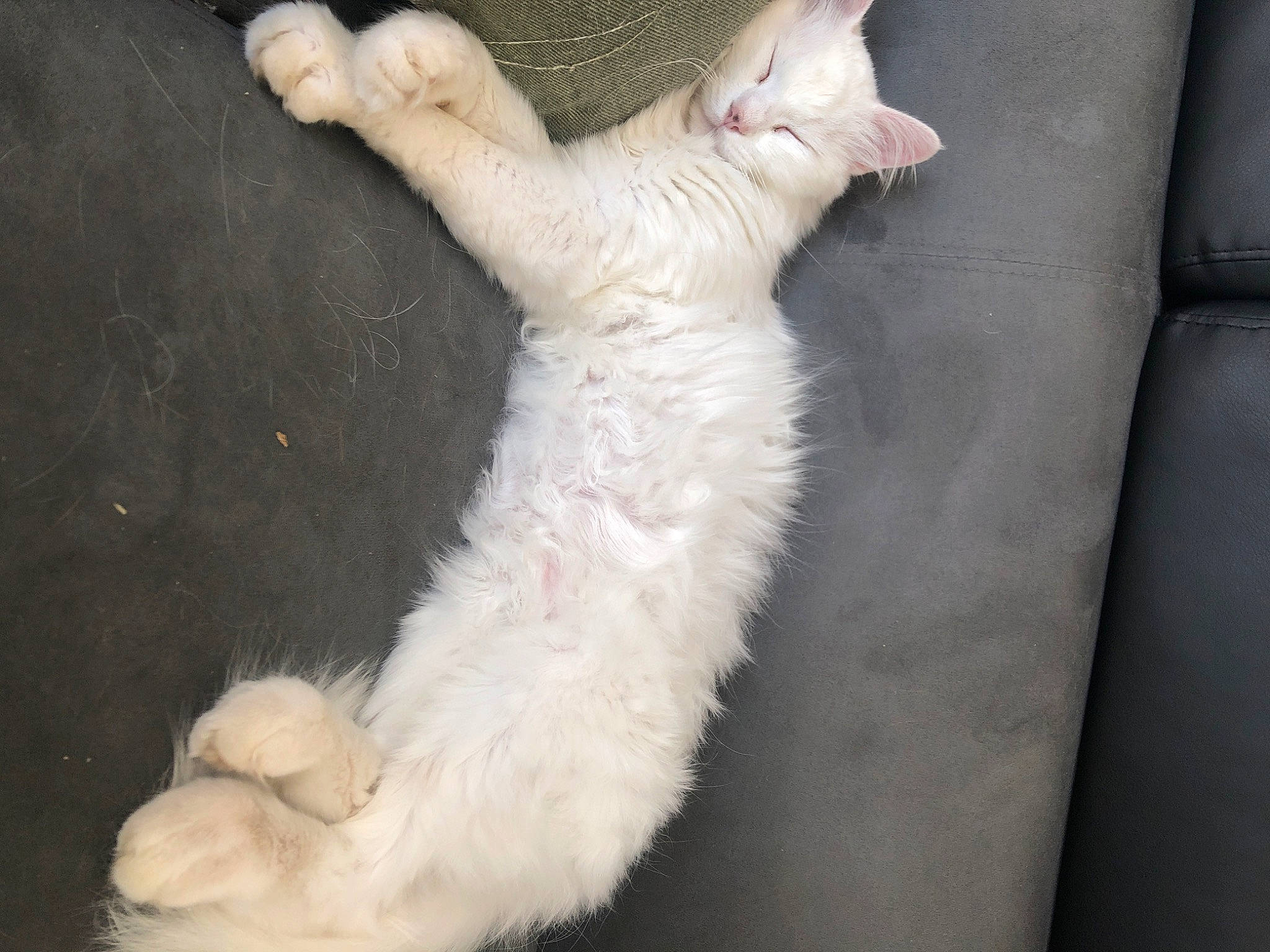 Izzy a rejoint le concours — aidez-le/la à gagner de superbes lots ! carnivore, cat, claw, comfort, domestic_short_haired_cat, fawn, felidae, fur, paw, small_to_medium_sized_cats, snout, tail, terrestrial_animal, whiskers