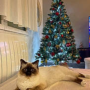 Snow participe au concours pour gagner de l'argent avec cette photo : bed, blanket, cat, christmas_tree, cozy, curtains, decor, festive, fluffy_cat, furniture, holiday_decorations, indoor, lights, living_room, lying_down, ornaments, pet, radiator, relaxed, window