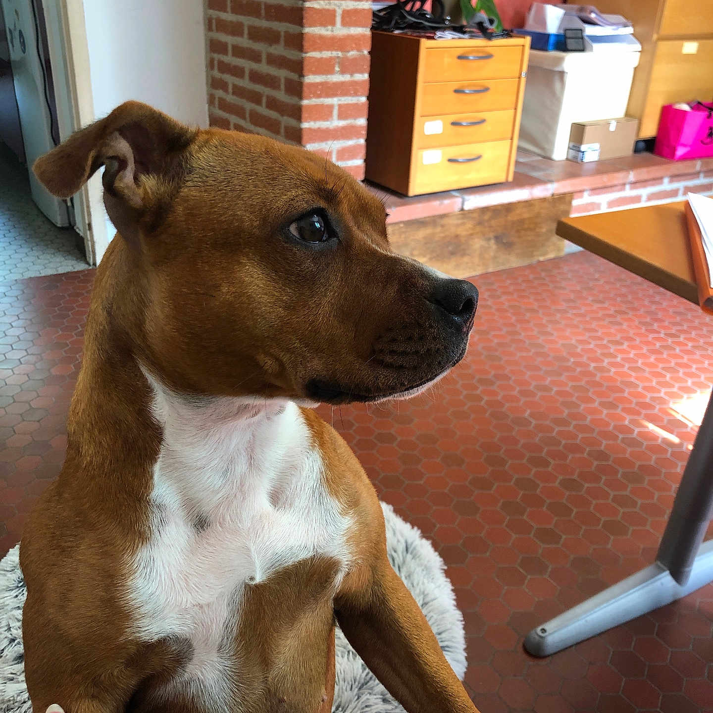 Una participe au concours pour gagner de l'argent avec cette photo : accessories, animal, baby, bag, box, cabinet, canine, dog, drawer, furniture, handbag, hound, indoors, interiordesign, person, pet, plant, pottedplant, puppy, table