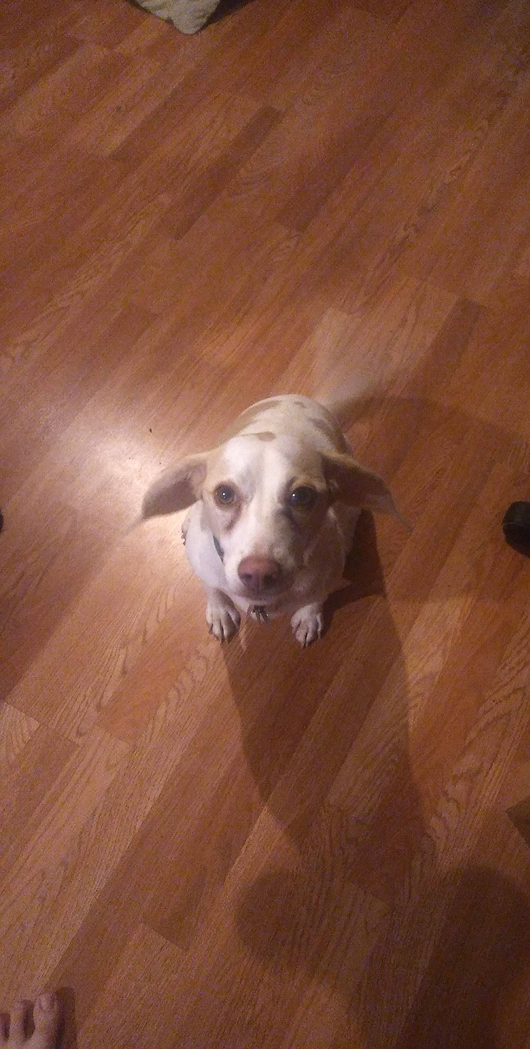 Lady is registered to the contest to win money with this photo: carnivore, companion_dog, dog, dog_breed, floor, flooring, hardwood, laminate_flooring, paw, plank, plywood, sporting_group, tail, terrestrial_animal, varnish, whiskers, wood, wood_flooring, wood_stain, working_animal