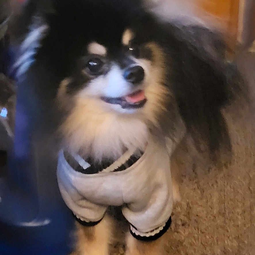 Thor is registered to the contest to win money with this photo: animal, black_and_white, canine, carpet, clothing, companion, cute, cute_pet, dog, domestic, fluffy, friendly, furry, household, indoor, looking_away, pet, small_dog, standing, tongue_out