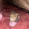 Downie joined the competition — help win amazing prizes! kitten, cat, slipper, pink, carpet, indoor, tongue_out, fluffy, pet, cute, small, fur, animal, cozy, home, curtain, floor, resting, playful, young