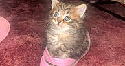 Downie joined the competition — help win amazing prizes! kitten, cat, shoe, pink_shoe, carpet, indoor, furry, cute, small, pet, animal, fluffy, young, curious, snug, domestic, soft, cozy, comfort, footwear