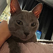 King joined the competition — help win amazing prizes! cat, gray_cat, close_up, indoor, blanket, pet, feline, relaxed, paw, curtains, soft_texture, cozy, home, animal, whiskers, ears, face, comfort, resting, furry