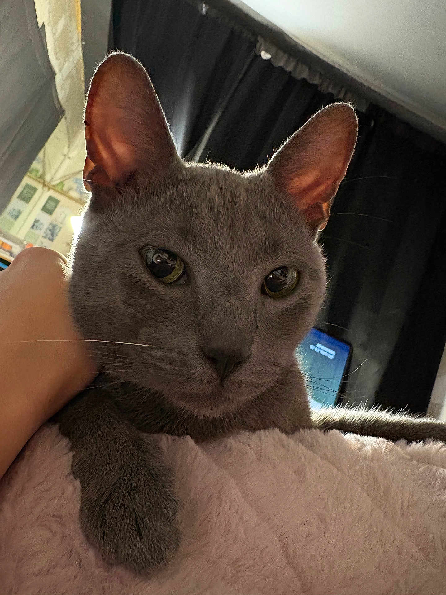 King