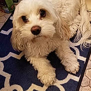 Emma is registered to the contest to win money with this photo: dog, white_dog, fluffy, pet, indoor, rug, blue_rug, patterned_rug, tile_floor, cleaning_supplies, spray_bottle, shoe, floor, curled_tail, looking_up, small_dog, companion, domestic, cute, animal