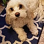 dog, white_dog, fluffy, pet, indoor, rug, blue_rug, patterned_rug, tile_floor, cleaning_supplies, spray_bottle, shoe, floor, curled_tail, looking_up, small_dog, companion, domestic, cute, animal