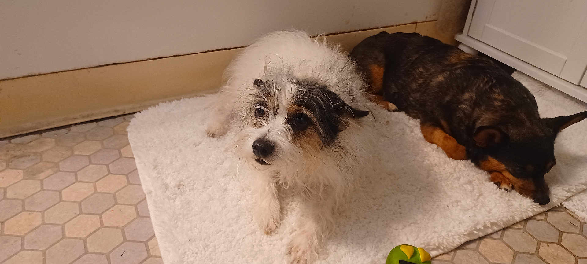 Buster joined the competition — help win amazing prizes! dog, pet, indoor, floor, rug, tile_floor, white_rug, sleeping_dog, alert_dog, brown_dog, white_dog, fur, paw, resting, animal, cute, companion, cozy, household, relaxing