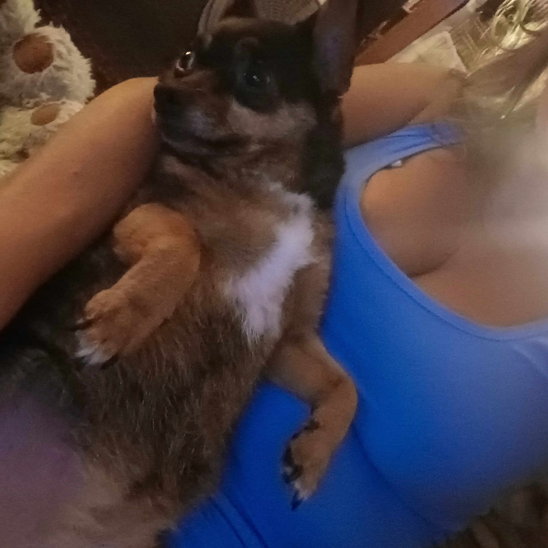 Sassy joined the competition — help win amazing prizes! animal, arms, blue_top, casual, close_up, comfort, cozy, cuddling, cute, dog, fur, indoor, person, pet, plush_toy, portrait, relaxed, small_dog, teddy_bear, warm_lighting