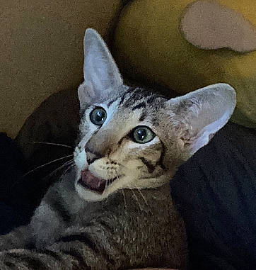 Pickle is registered to the contest to win money with this photo: carnivore, cat, cat_supply, comfort, domestic_short_haired_cat, ear, felidae, fur, jaw, paw, small_to_medium_sized_cats, snout, tail, terrestrial_animal, whiskers, wildlife