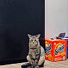 Athena is registered to the contest to win money with this photo: cat, tabby, indoor, floor, soda, orange_box, beverage, packaging, wall, black_wall, white_wall, wooden_floor, pet, animal, sitting, striped, domestic_cat, feline, still_life, household