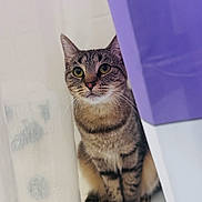 Athena joined the competition — help win amazing prizes! cat, tabby, pet, animal, curious, green_eyes, whiskers, ears, fur, indoor, sitting, close_up, cute, feline, domestic, portrait, white_background, purple_object, looking, playful