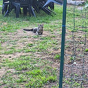 Tiger participe au concours pour gagner de l'argent avec cette photo : calm, cat, daytime, empty_chair, fence, garden, grass, ground, leaf, nature, outdoor, plant, plastic_chair, relaxing, shrubbery, sunlight, tabby, table, wall, yard