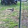 calm, cat, daytime, empty_chair, fence, garden, grass, ground, leaf, nature, outdoor, plant, plastic_chair, relaxing, shrubbery, sunlight, tabby, table, wall, yard
