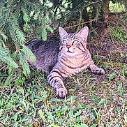 Tiger participe au concours pour gagner de l'argent avec cette photo : animal, branch, cat, curious, evergreen_tree, eyes, fur, grass, greenery, ground, leaf, mammal, nature, outdoor, pet, relaxing, shade, tabby_cat, whiskers, wildlife
