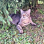 animal, branch, cat, curious, evergreen_tree, eyes, fur, grass, greenery, ground, leaf, mammal, nature, outdoor, pet, relaxing, shade, tabby_cat, whiskers, wildlife