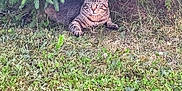Tiger participe au concours pour gagner de l'argent avec cette photo : animal, calm, cat, curious, daylight, evergreen, feline, grass, greenery, lying_down, mammal, nature, outdoor, pet, resting, shade, summer, tabby_cat, tree, wildlife