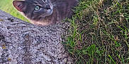 Alvin participe au concours pour gagner de l'argent avec cette photo : animal, cat, close_up, curious, daylight, ears, eyes, feline, fur, grass, gray_tabby, greenery, lying_down, mammal, nature, outdoor, pet, tail, tree_trunk, whiskers