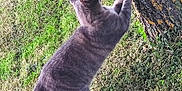 Alvin a rejoint le concours — aidez-le/la à gagner de superbes lots ! animal, bark, cat, claws, curious, daylight, feline, fur, grass, gray_cat, mammal, nature, outdoor, paw, pet, playful, scratching, tree, whiskers, yard