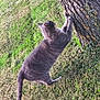 Alvin a rejoint le concours — aidez-le/la à gagner de superbes lots ! animal, bark, cat, claws, curious, daylight, feline, fur, grass, gray_cat, mammal, nature, outdoor, paw, pet, playful, scratching, tree, whiskers, yard