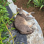 Alvin a rejoint le concours — aidez-le/la à gagner de superbes lots ! animal, cat, daylight, feline, flowers, foliage, garden, gray_cat, greenery, leaves, nature, outdoor, pet, plants, relaxing, resting, stone_surface, summer, wildlife, yellow_flowers
