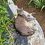 animal, cat, daylight, feline, flowers, foliage, garden, gray_cat, greenery, leaves, nature, outdoor, pet, plants, relaxing, resting, stone_surface, summer, wildlife, yellow_flowers