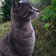 Alvin participe au concours pour gagner de l'argent avec cette photo : alert, animal, cat, close_up, daylight, domestic_cat, feline, fur, garden, grass, gray_cat, green_eyes, nature, outdoor, pet, plants, side_profile, sitting, tabby, whiskers