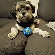 Prisca a rejoint le concours — aidez-le/la à gagner de superbes lots ! animal, ball, blanket, companion, couch, cute, dog, front_paws, fur, gray, home, indoor, looking, mammal, paw, pet, playful, relaxing, seated, toy
