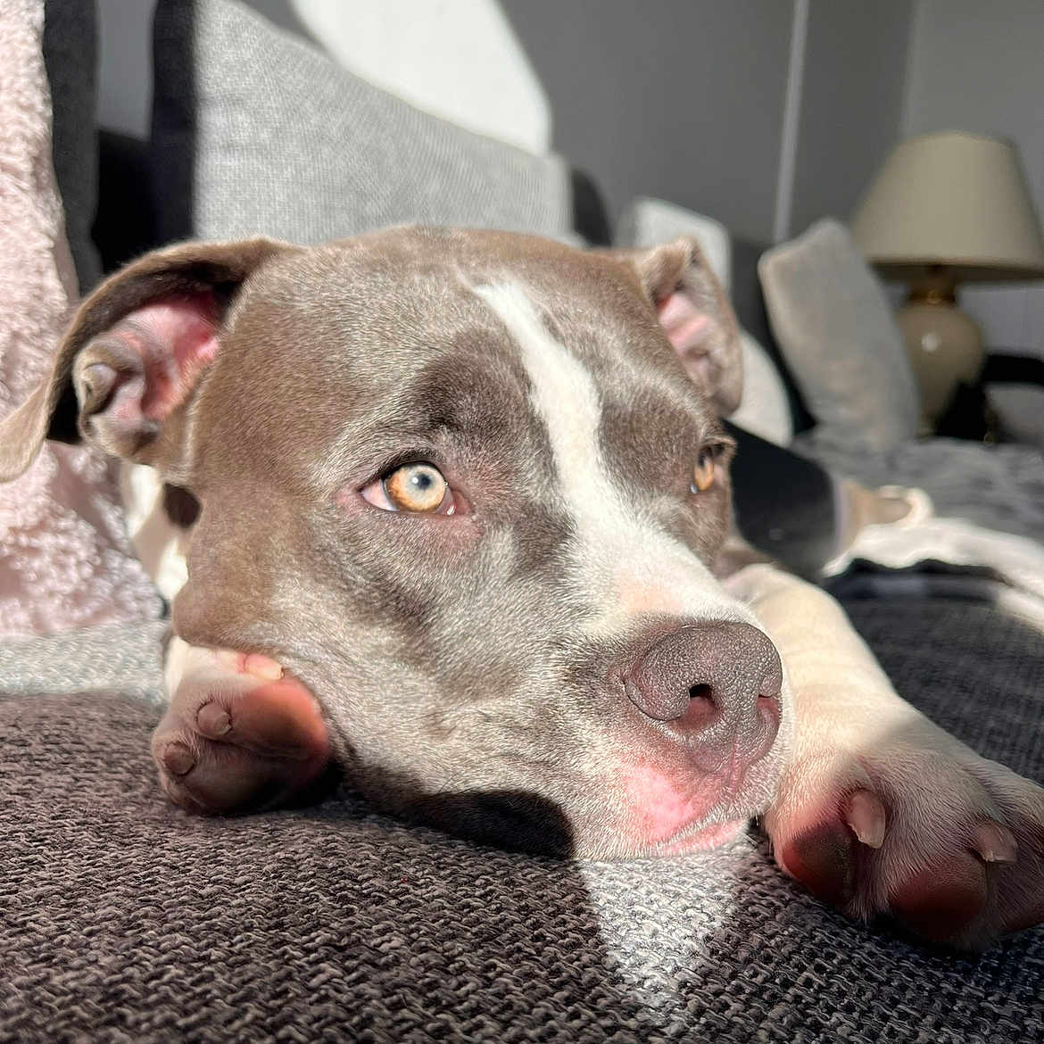 Nala participe au concours pour gagner de l'argent avec cette photo : animal, blanket, bulldog, canine, chair, couch, cushion, dog, furniture, homedecor, hound, indoors, interiordesign, lamp, pet, pitbull, pointer, puppy, snout, tablelamp