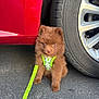 Squeegee joined the competition — help win amazing prizes! animal, brown_fur, car, close_up, cute, dog, fluffy, harness, leash, looking_at_camera, neon_green_leash, outdoor, parking_lot, pavement, pet, pomeranian, puppy, sitting, tire, wheel