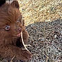 Squeegee is registered to the contest to win money with this photo: adorable, brown_puppy, chewing, close_up, cute, dog, dry_grass, eyes, fur, grass, ground, nature, outdoors, paw, pet, playful, puppy, small_dog, stick, young_dog