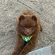 Squeegee is registered to the contest to win money with this photo: brown_fur, cute, dirt, dog, ears, eyes, fluffy, furry, green_harness, leash, nose, outdoors, paws, pet, pomeranian, portrait, puppy, sidewalk, sitting, small_dog