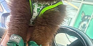 Squeegee joined the competition — help win amazing prizes! boots, brown_fur, car_interior, cute, dashboard, dog, eyes, face, fluffy, green_boots, green_harness, nose, paws, pomeranian, portrait, puppy, seat, steering_wheel, tattooed_hand, window