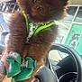 boots, brown_fur, car_interior, cute, dashboard, dog, eyes, face, fluffy, green_boots, green_harness, nose, paws, pomeranian, portrait, puppy, seat, steering_wheel, tattooed_hand, window