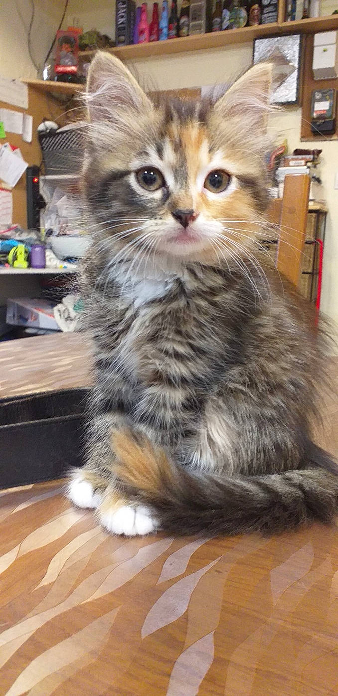 Gavroche participe au concours pour gagner de l'argent avec cette photo : box, carnivore, cat, claw, domestic_short_haired_cat, felidae, flooring, fur, hardwood, maine_coon, paw, shelf, siberian, small_to_medium_sized_cats, snout, tail, terrestrial_animal, whiskers, wood, wood_flooring