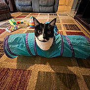 Creeper is registered to the contest to win money with this photo: animal, black_and_white_cat, carpet, cat, cozy, curious, cute, domestic_cat, floor, furniture, household, indoor, living_room, patterned_rug, pet, play_tunnel, playful, recliner, relaxation, toy
