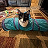 animal, black_and_white_cat, carpet, cat, cozy, curious, cute, domestic_cat, floor, furniture, household, indoor, living_room, patterned_rug, pet, play_tunnel, playful, recliner, relaxation, toy