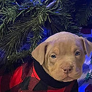 Karma is registered to the contest to win money with this photo: puppy, dog, christmas_tree, sweater, red, black, checkered, cute, pet, holiday, decorations, blue_lights, fur, paw, indoor, festive, animal, young, adorable, seasonal