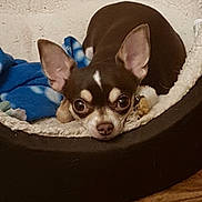 Sid joined the competition — help win amazing prizes! carnivoran, chihuahua, companion_dog, dog, dog_breed, dog_breed_group, dog_like_mammal, puppy, snout, toy_dog, whiskers