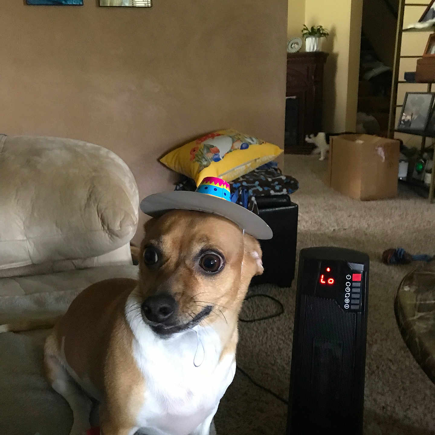 Bruno is registered to the contest to win money with this photo: animal, blanket, cardboard_box, carpet, cat, couch, cozy, curious, cute, dog, funny, furniture, home, indoor, living_room, party_hat, pet, pillow, small_dog, space_heater