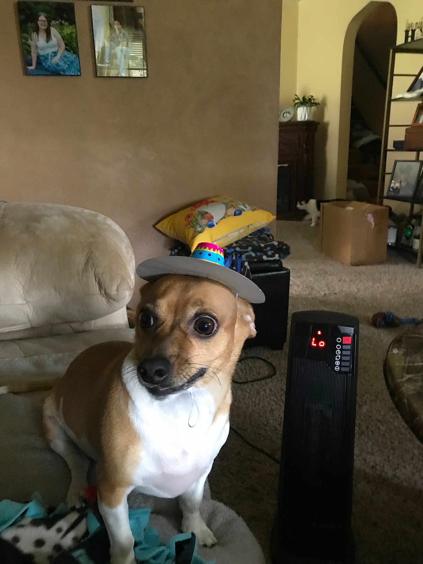 Bruno