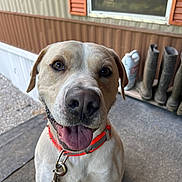 Frankie is registered to the contest to win money with this photo: animal, boots, building, canine, closeup, collar, companion, dog, domestic_animal, friendly, fur, happy, leash, mammal, outdoor, pet, porch, smiling, tongue_out, window