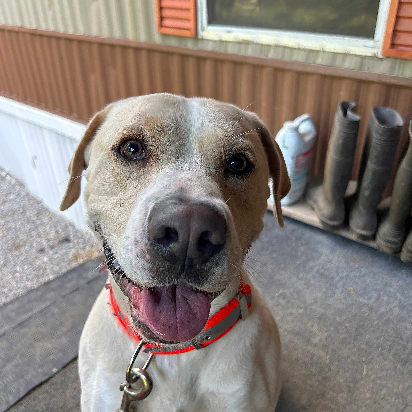 Frankie is registered to the contest to win money with this photo: animal, boots, building, canine, closeup, collar, companion, dog, domestic_animal, friendly, fur, happy, leash, mammal, outdoor, pet, porch, smiling, tongue_out, window